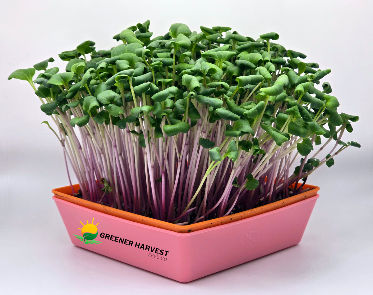 Radish, China Rose