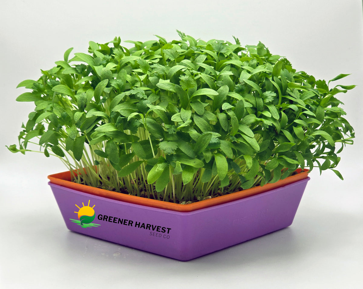 Cilantro, Leisure Split