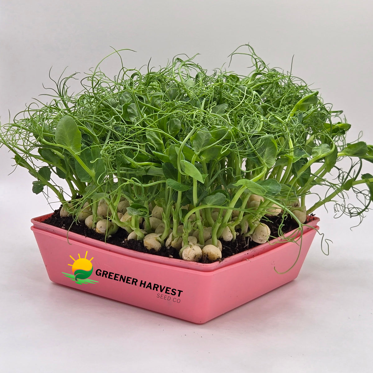 Peas, Afila Tendril