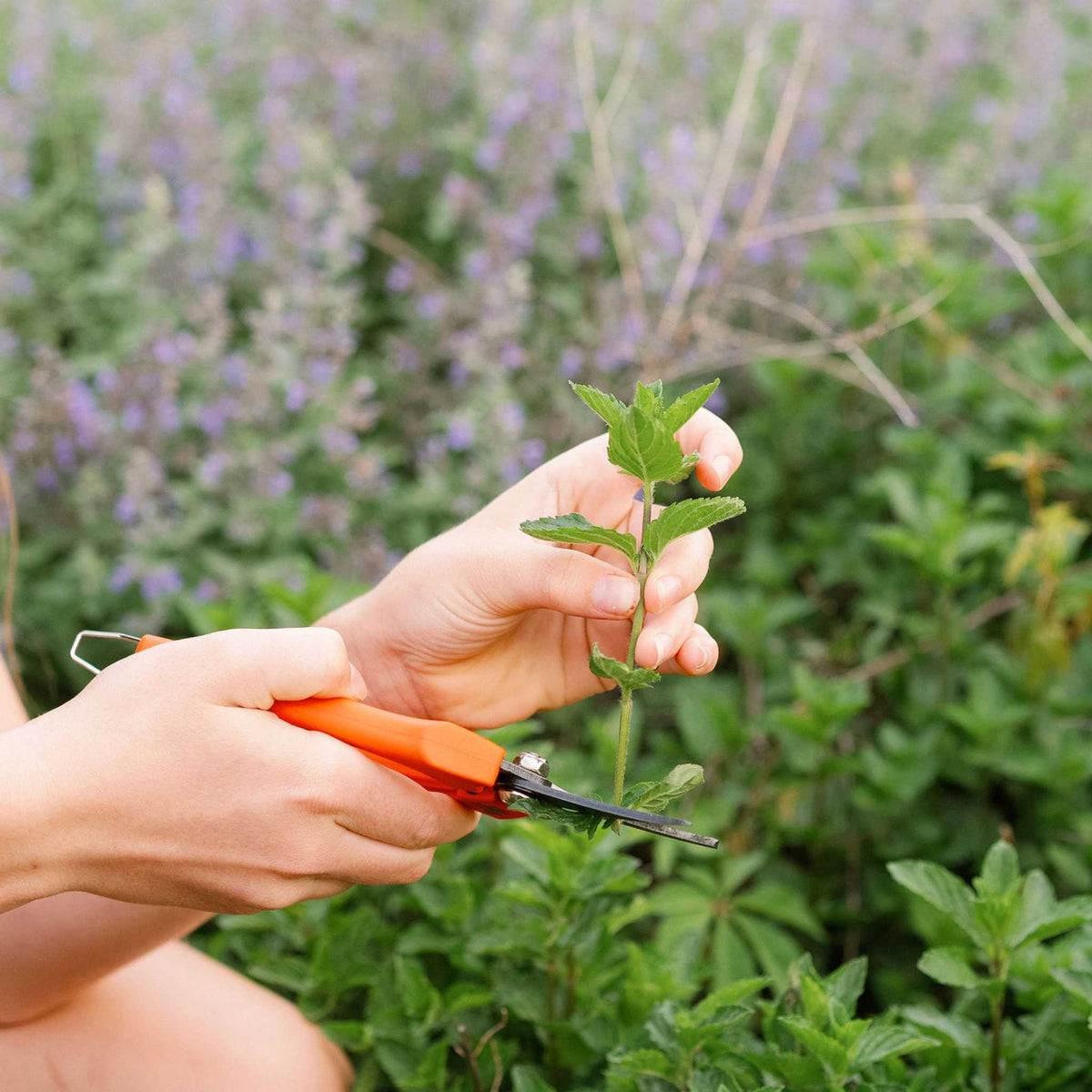 Harvesting Pruning Shears