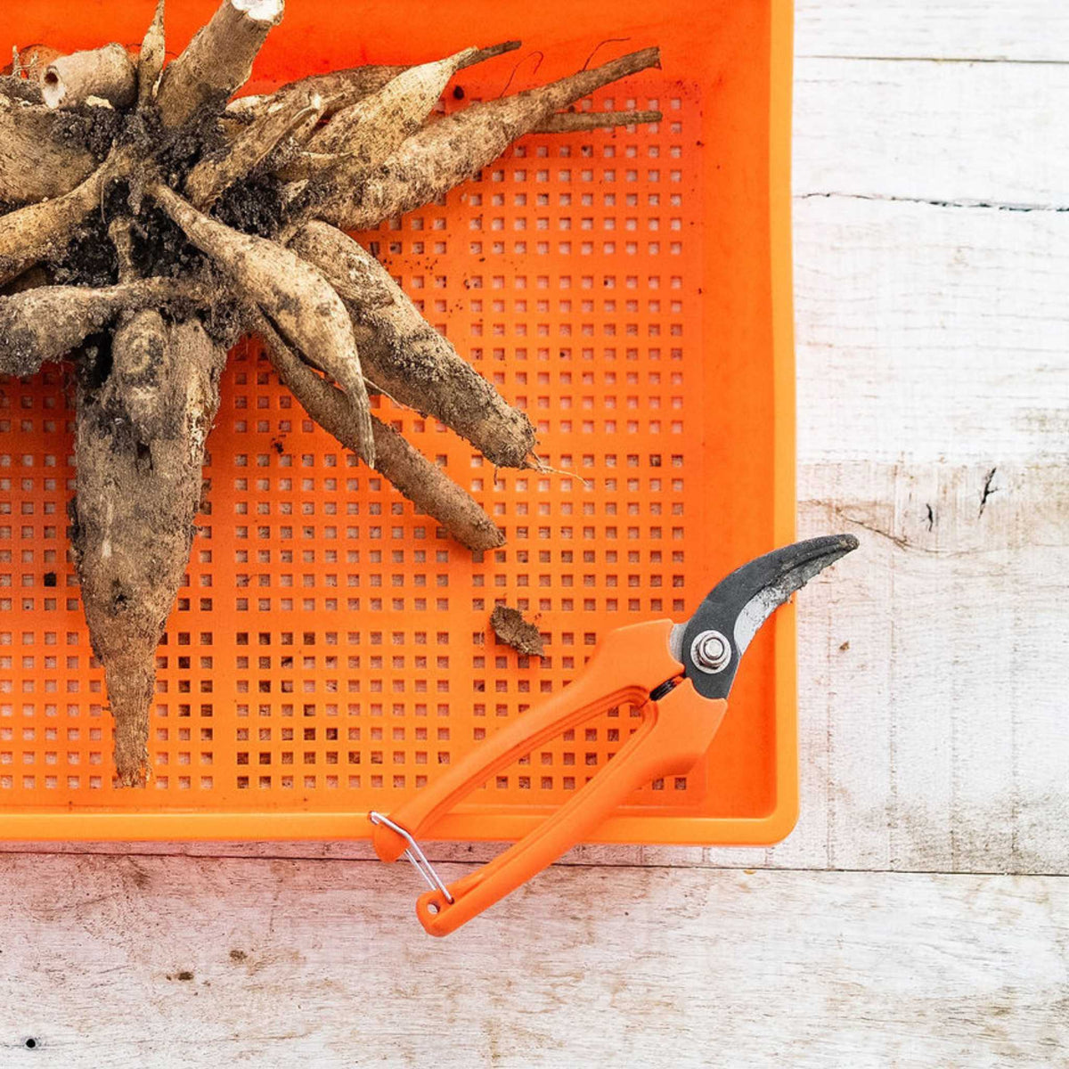Harvesting Pruning Shears
