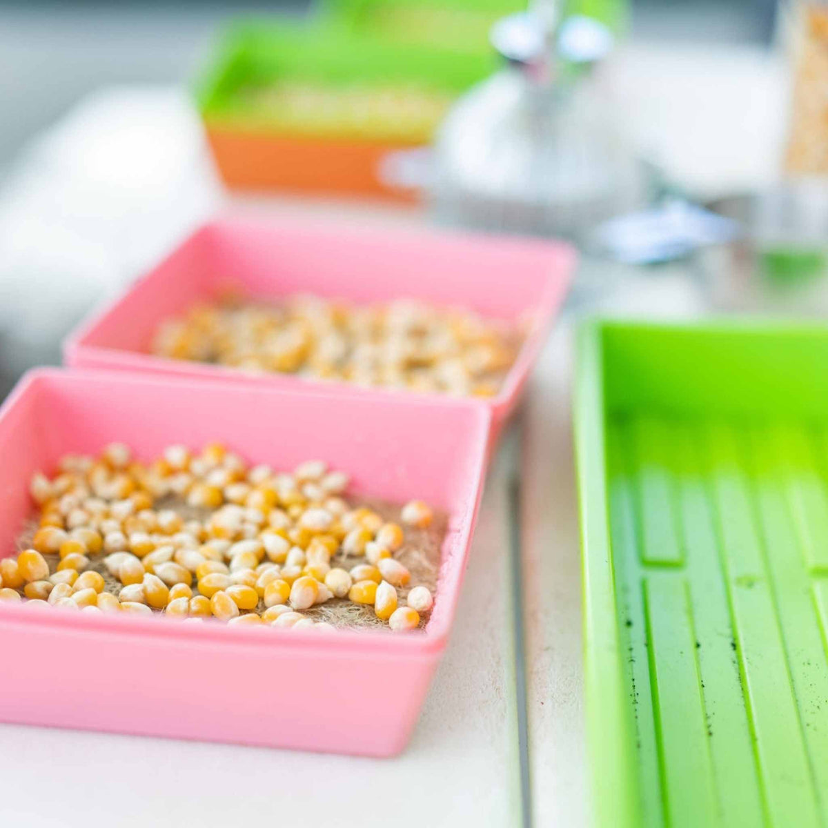 Classroom Microgreens Bundle