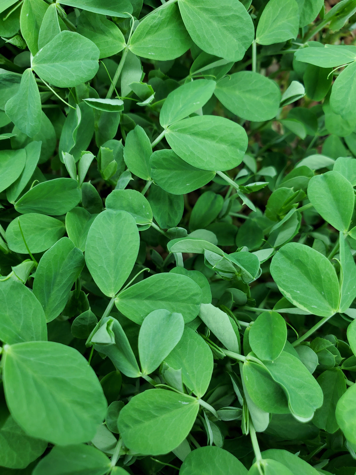 Peas, Speckled Organic