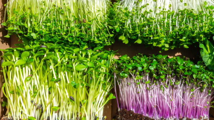 Growing Success: The Simple Recipe for Thriving in the Microgreen Market