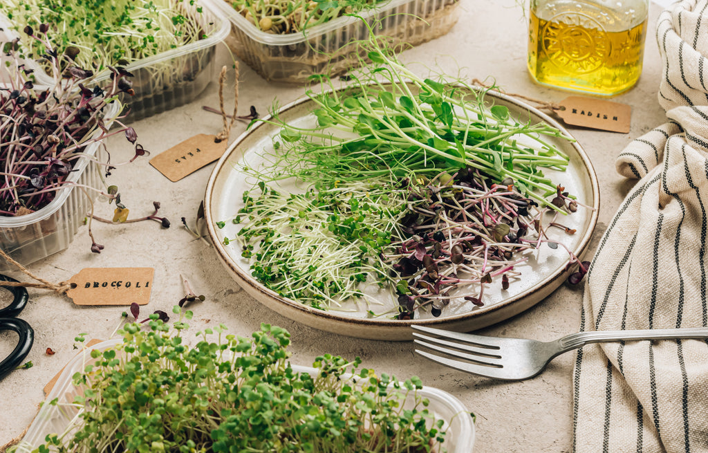 Considering the Business of Growing Microgreens: The Perks, Challenges, and the Essential Research