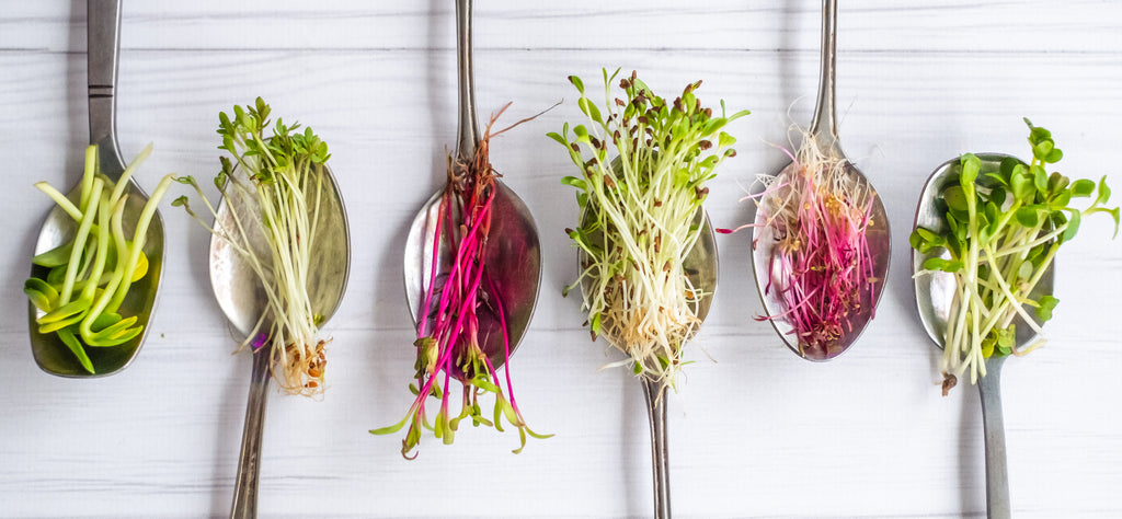 Are Microgreens Good For You?