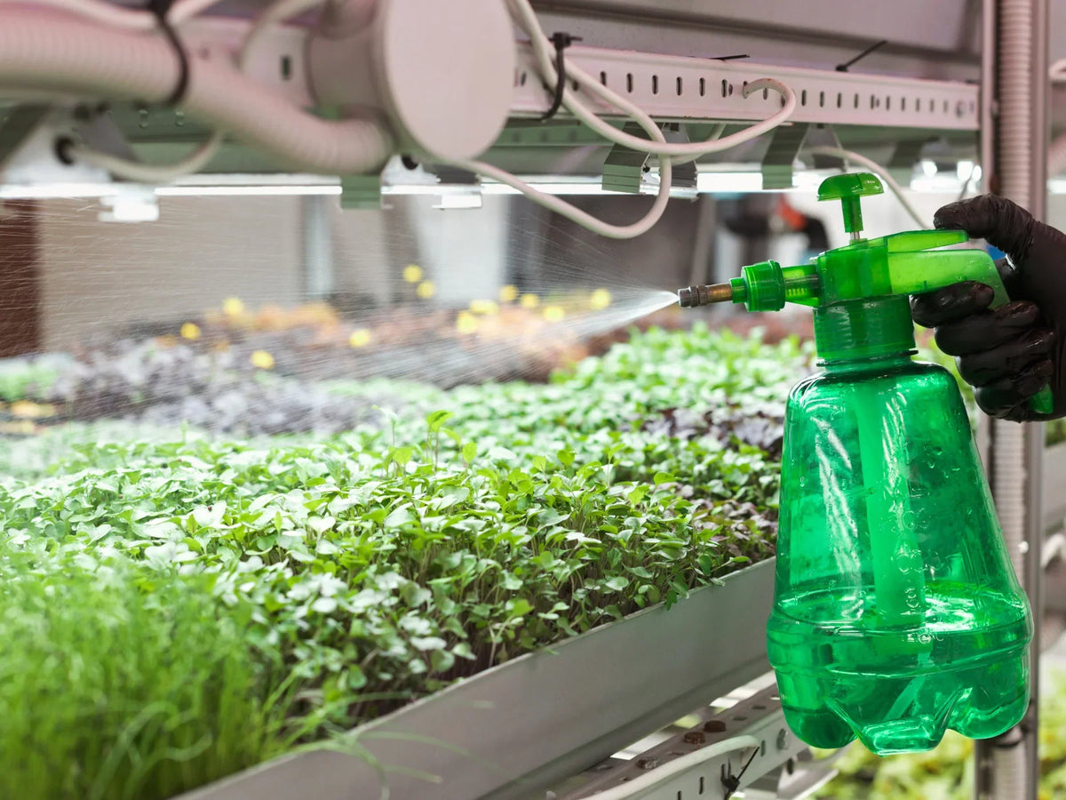 Why You Should Cultivate Abundance in the World of Commercial Microgreens