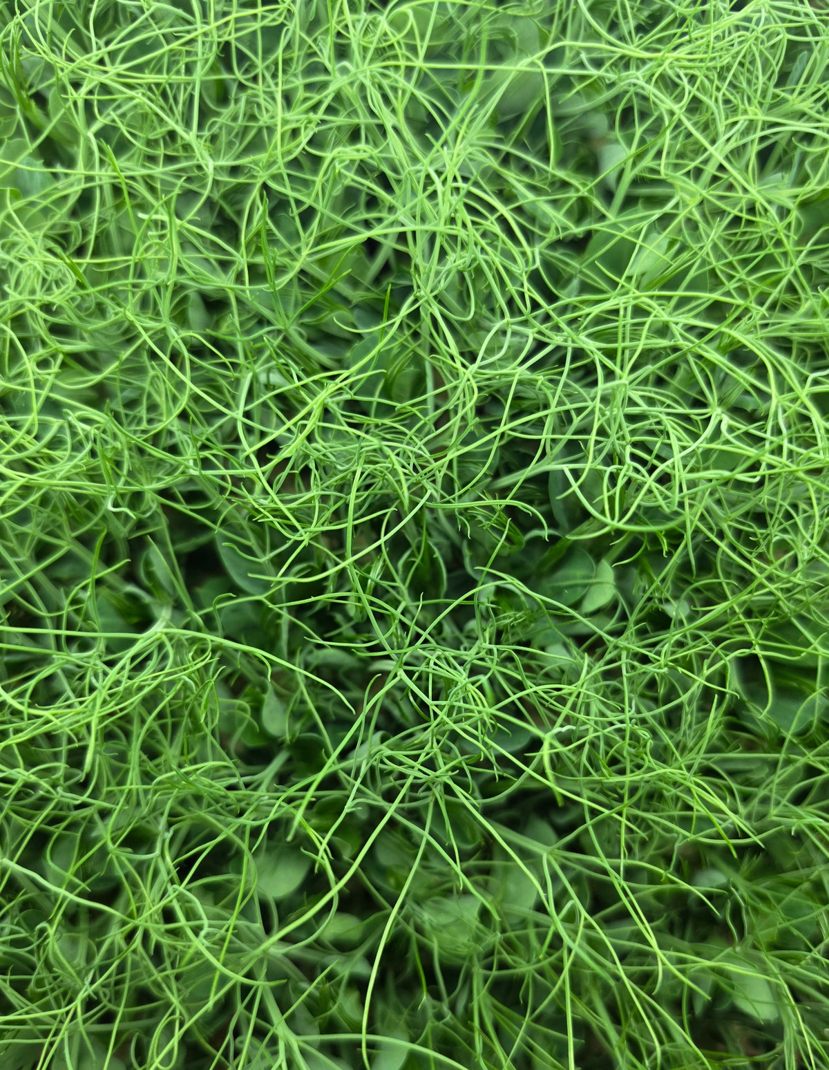 Pea, Afila Tendril