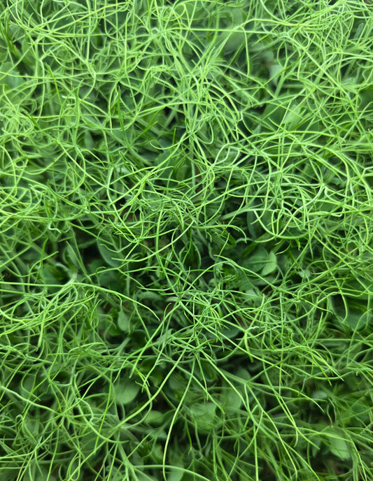Peas, Afila Tendril