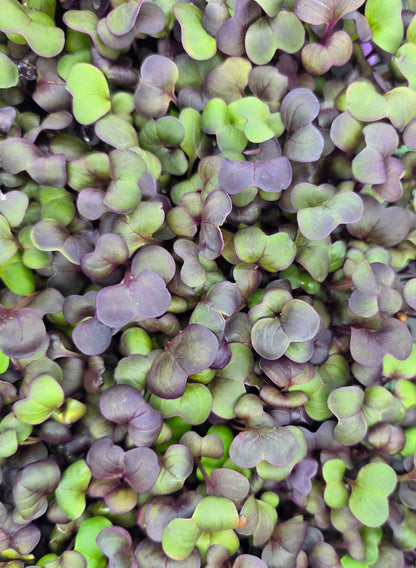 Radish, Sango