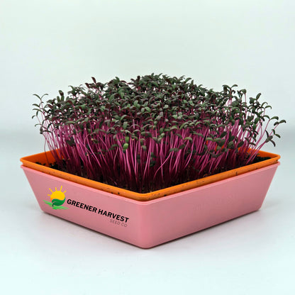 Amaranth, Red Garnet