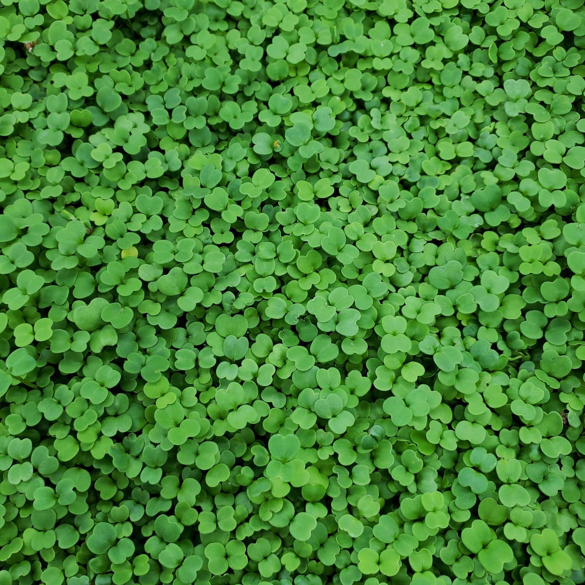 Arugula