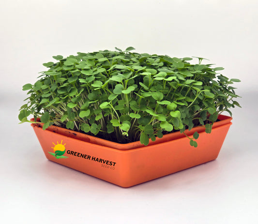 Arugula