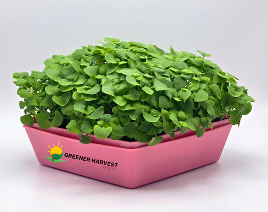 Basil, Genovese