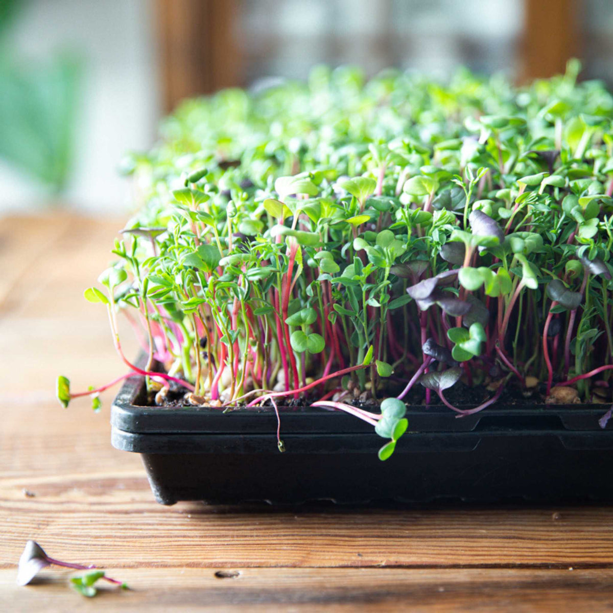 1020 Microgreen Trays