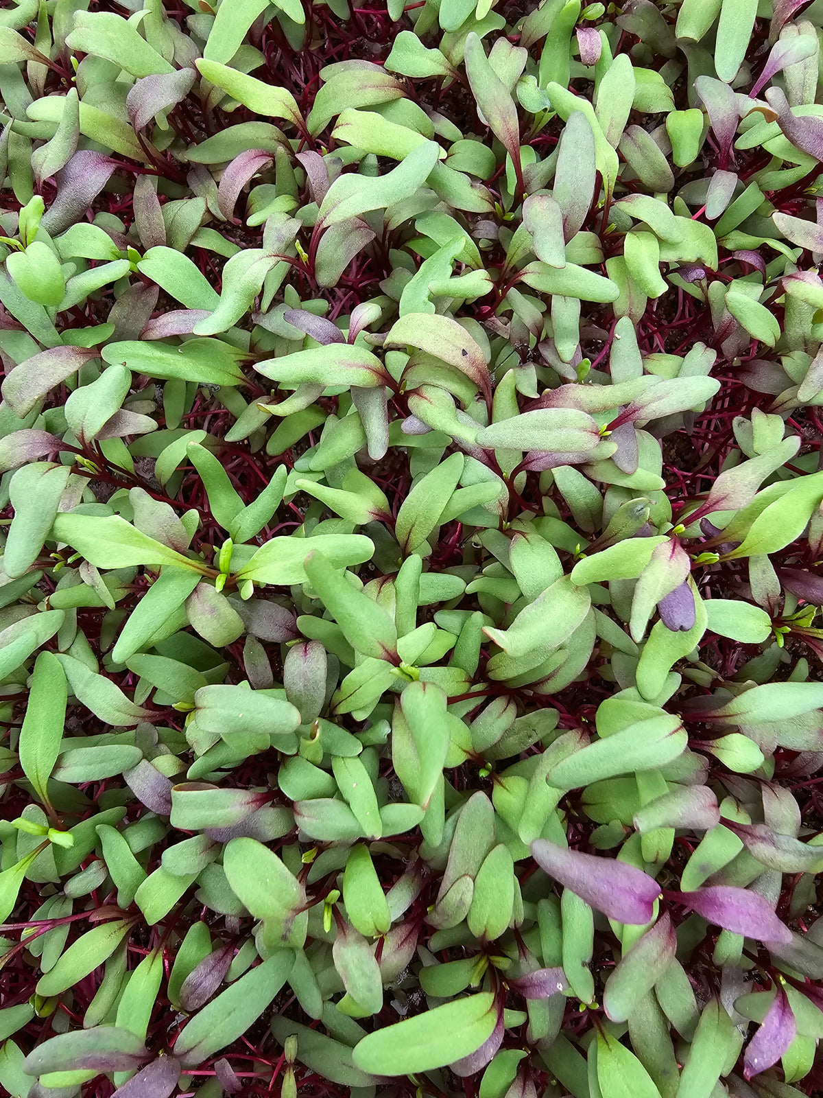 Beet, Bulls Blood