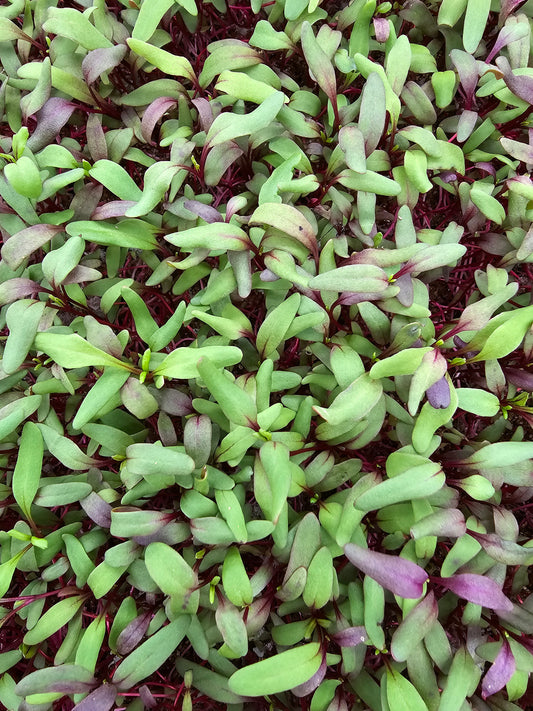 Beet, Bulls Blood