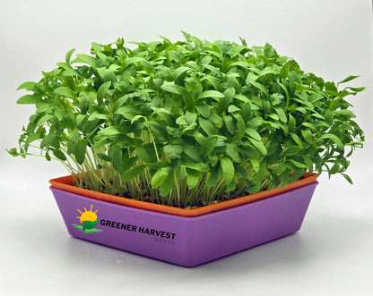 Cilantro, Leisure Split