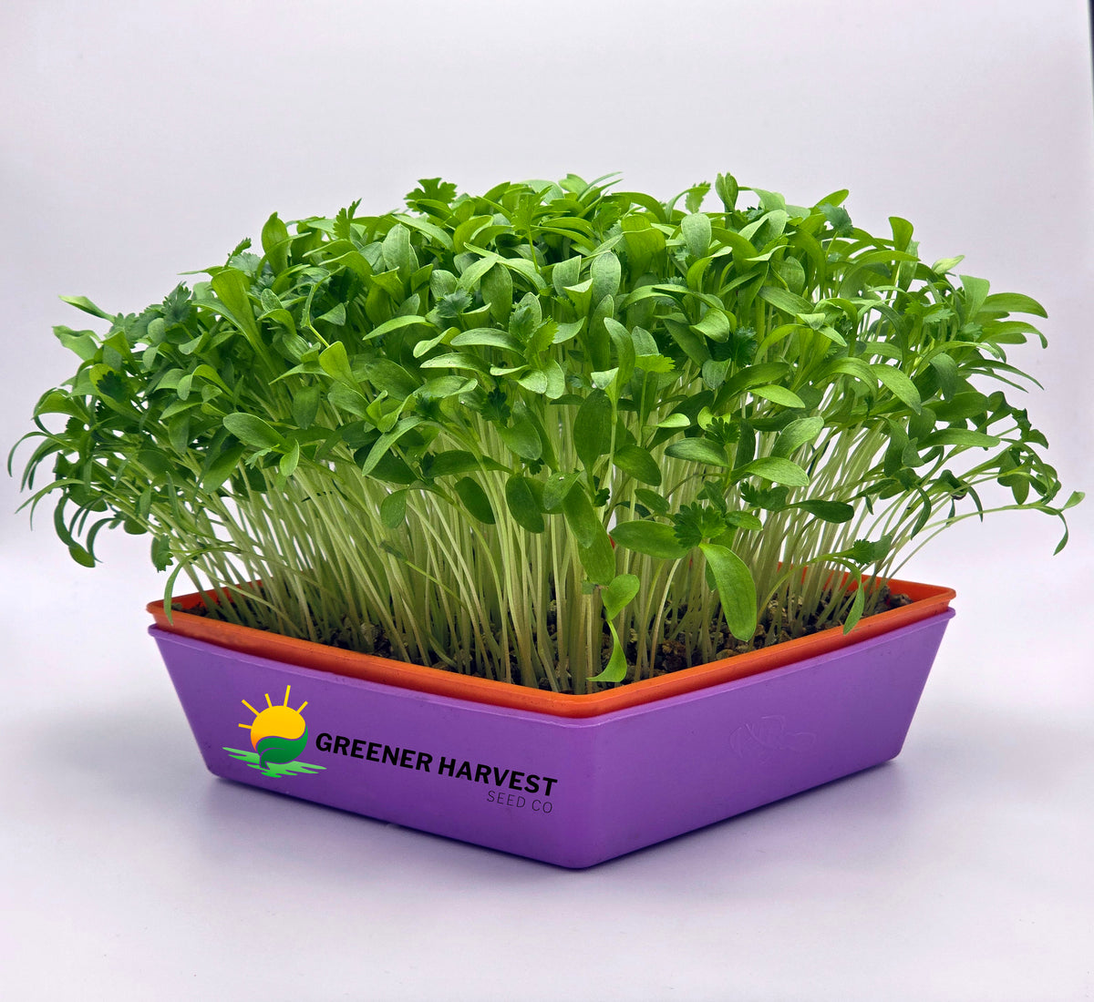 Cilantro, Split Organic
