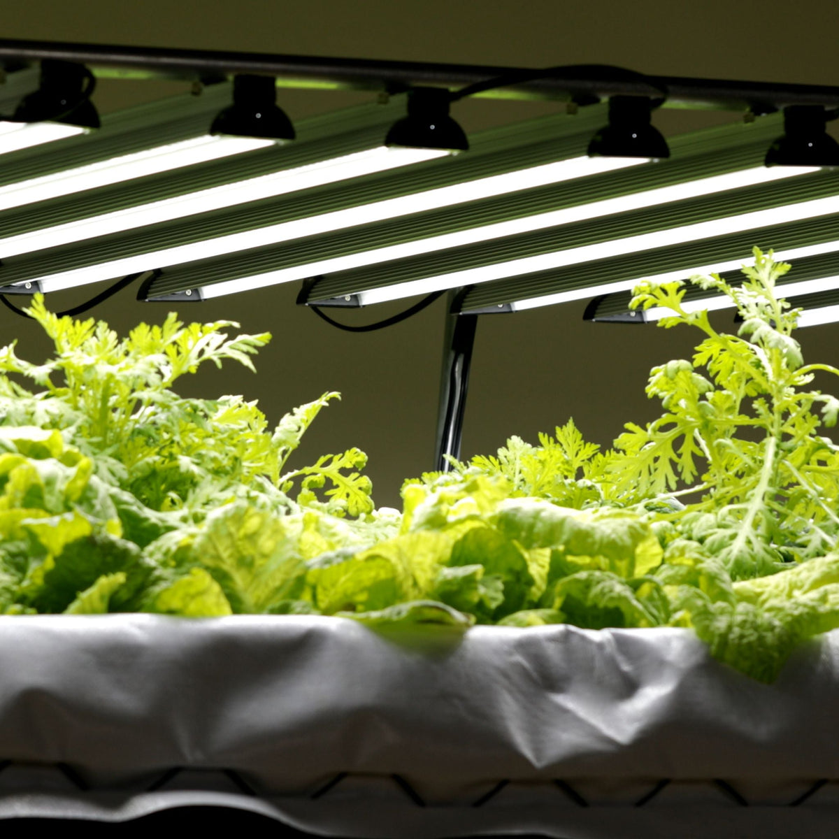 Dual-Spectrum LED Grow Light