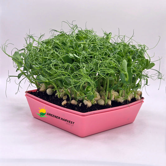 Peas, Afila Tendril