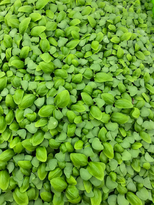 Basil, Genovese