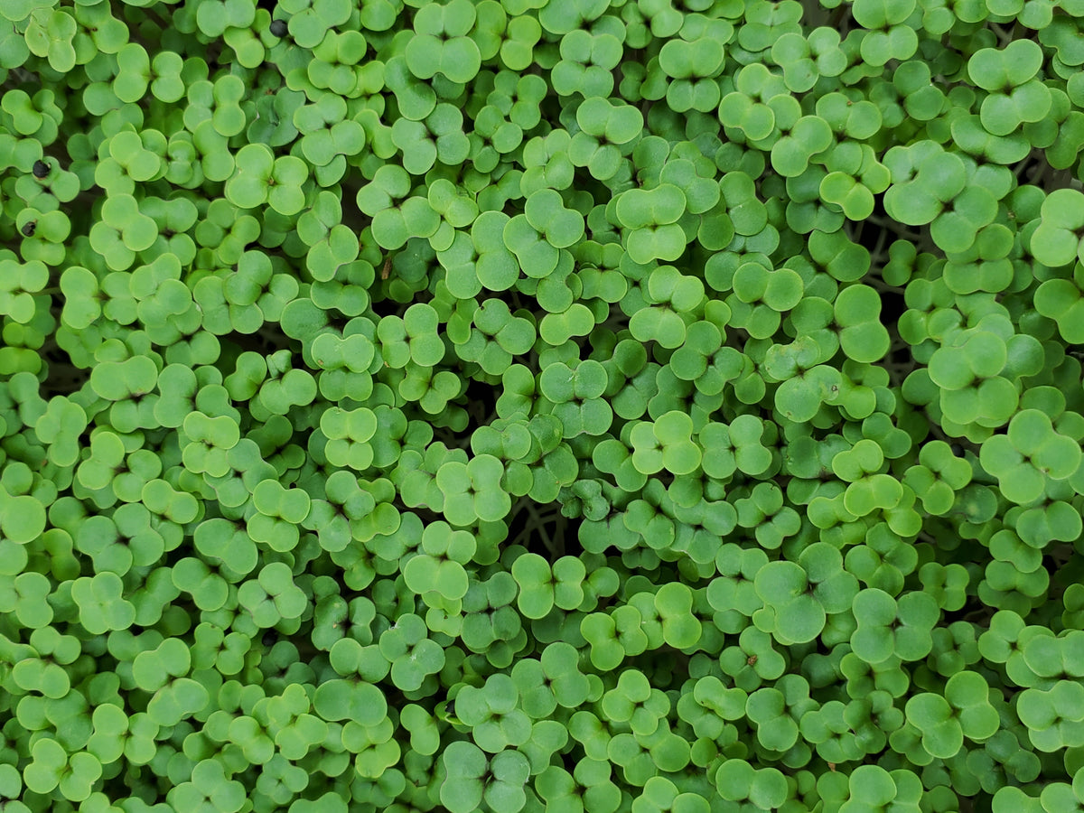 Kale, Red Russian