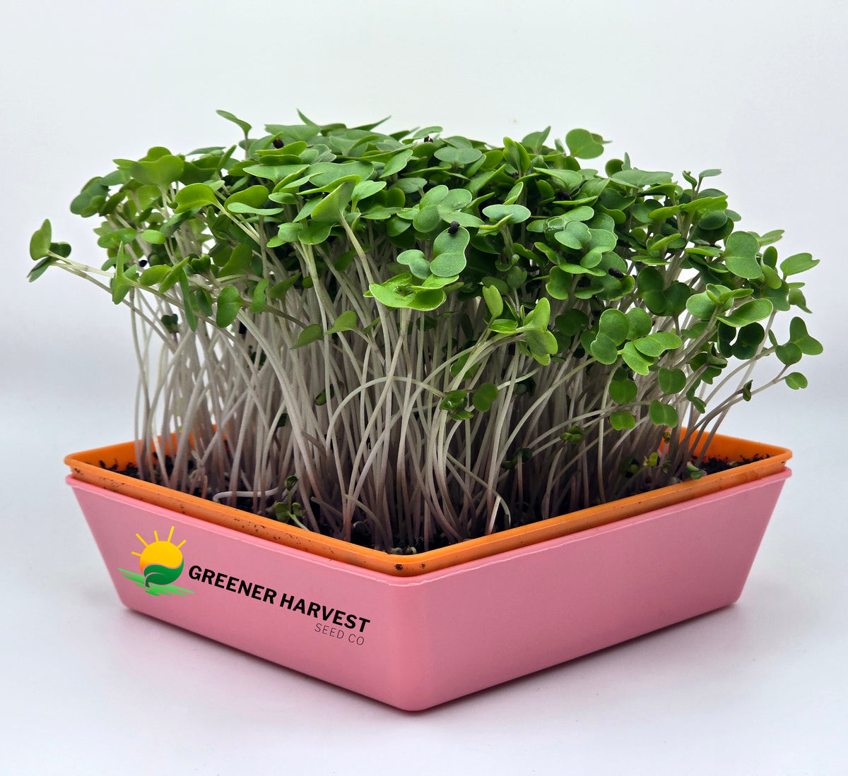 Kale, Red Russian