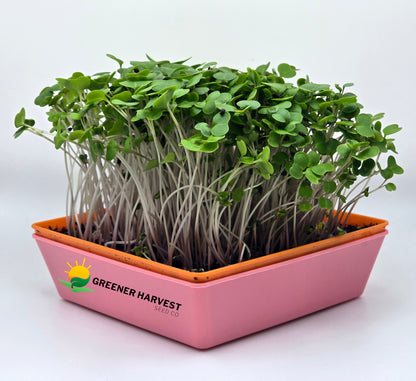 Kale, Red Russian