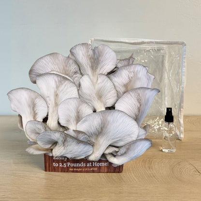 3 Pack - Lion's Mane, Pink, and Blue Oyster Mushroom Growing Kit - 15 LBS