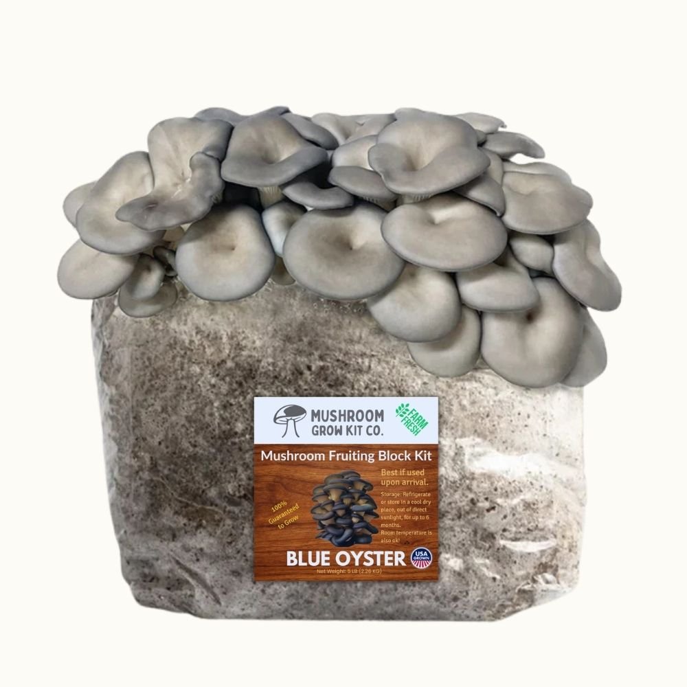 Blue Oyster Mushroom Grow Kit Fruiting Block - 5 LBS