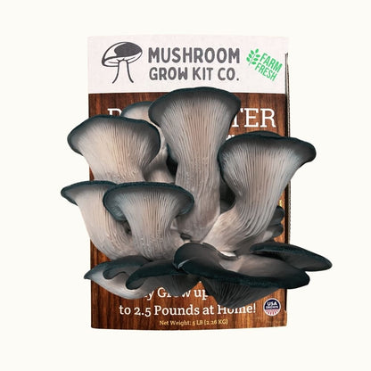 3 Pack - Lion's Mane, Pink, and Blue Oyster Mushroom Growing Kit - 15 LBS