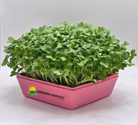Kale, Dwarf Blue Curled or Vates Scotch