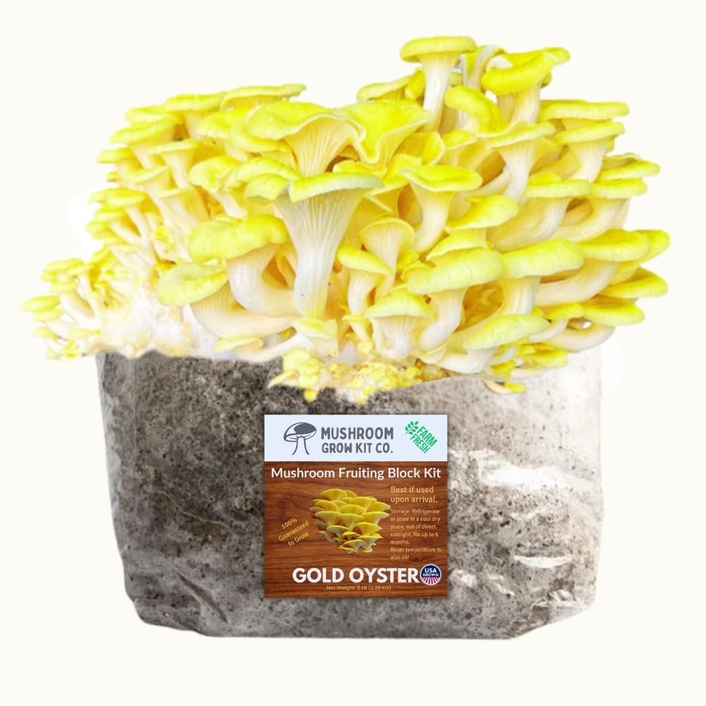 3 Pack - Gold, Pink, and Blue Oyster Mushroom Grow Kit Fruiting Block - 15 LBS