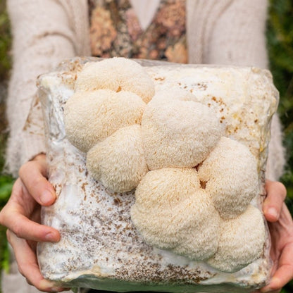 Lion's Mane Mushroom Grow Kit Fruiting Block - 5 LBS