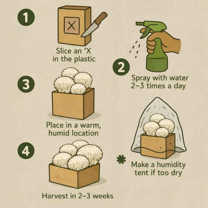 Lion's Mane Mushroom Growing Kit - 5 LBS Spray and Grow