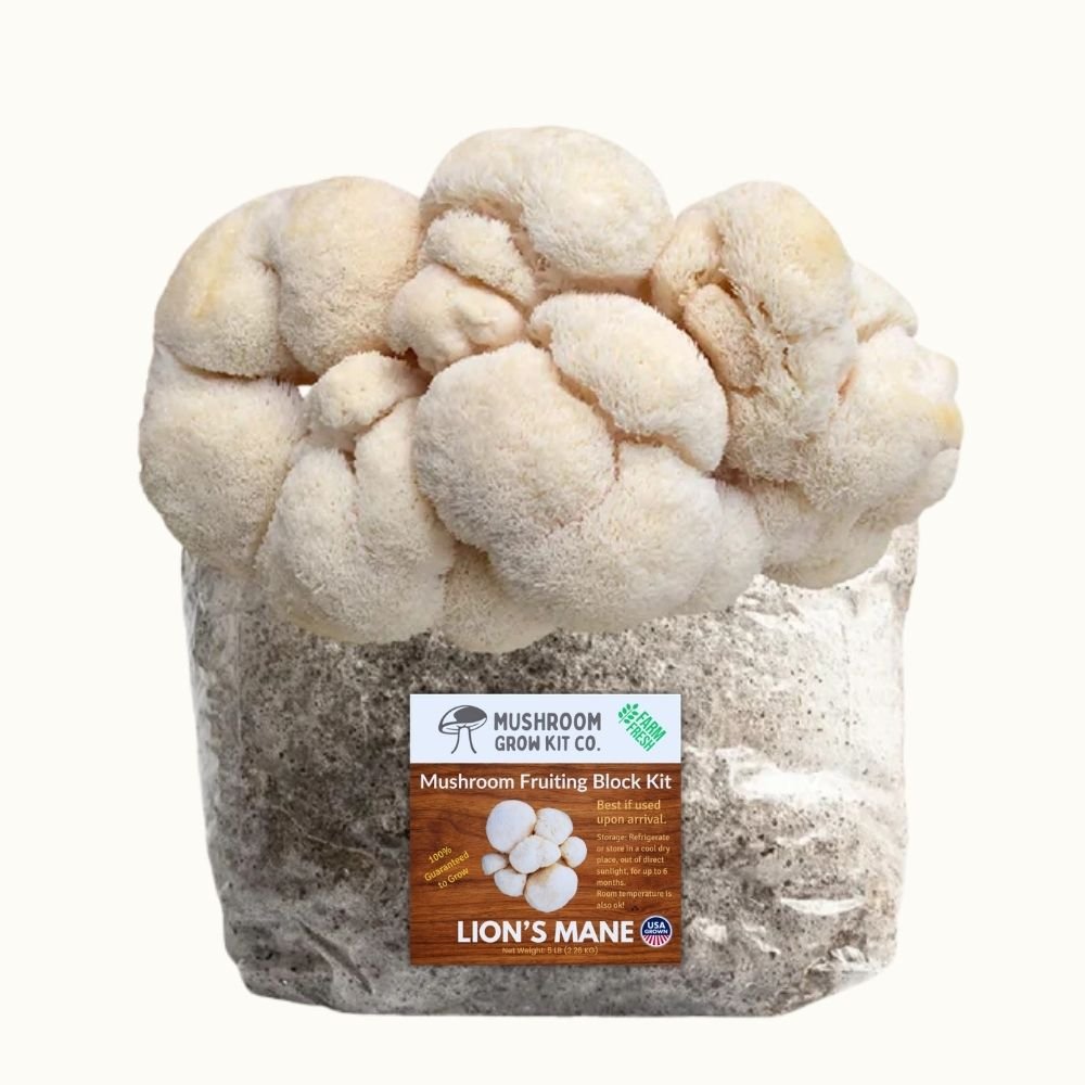 3 Pack - Lion's Mane, Pink, and Blue Oyster Mushroom Grow Kit Fruiting Block - 15 LBS