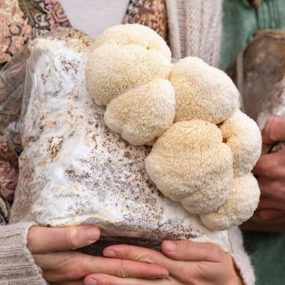 Lion's Mane Mushroom Grow Kit Fruiting Block - 5 LBS