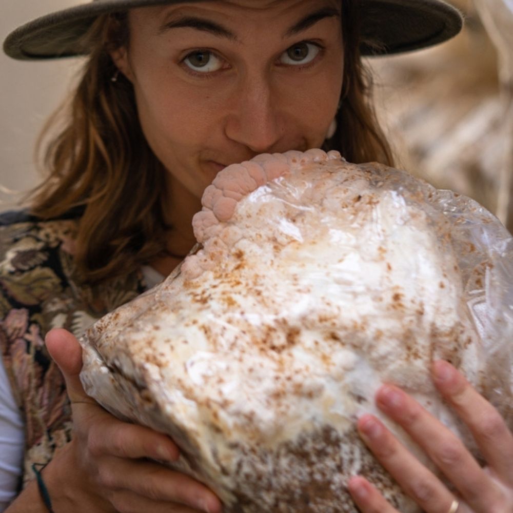 Lion's Mane Mushroom Grow Kit Fruiting Block - 5 LBS