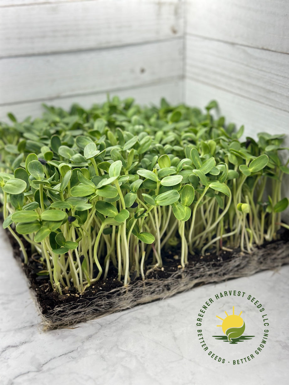 Organic Black Oil Sunflower Seeds - Small Seeded - Microgreens Seeds